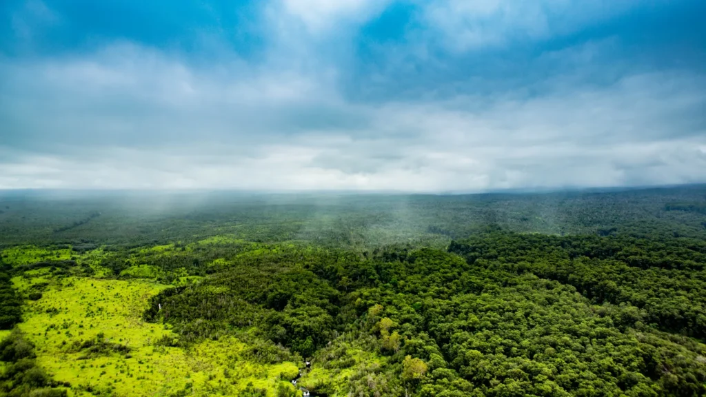 aerial view of the jungle forest reserve in hilo big island